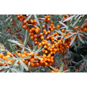 Rakytník (Hippophae rhamnoides) ´Friesdorfer orange´ - výška 90-110 cm, kont.C2L